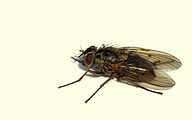 Flower Fly (Hydrophoria linogrisea)